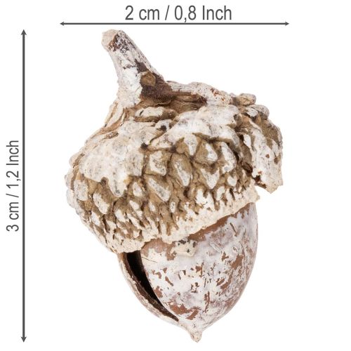 Eicheln aus Naturmaterial, weiß gewaschen, 1–3 cm, 300 g, für Dekoration | Floristik24.at