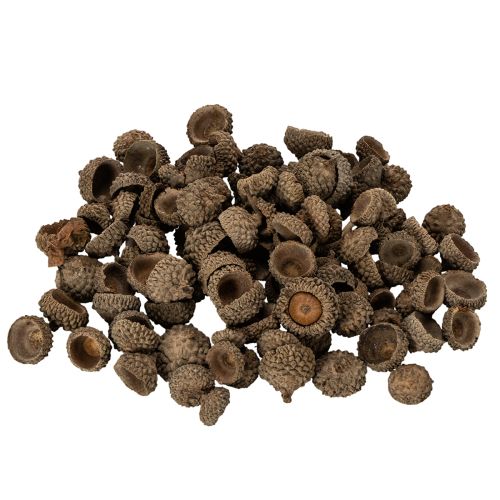 Eichelkappen natur 2cm braun 300g Dekoration Herbst Advent bestellen | Floristik24.at