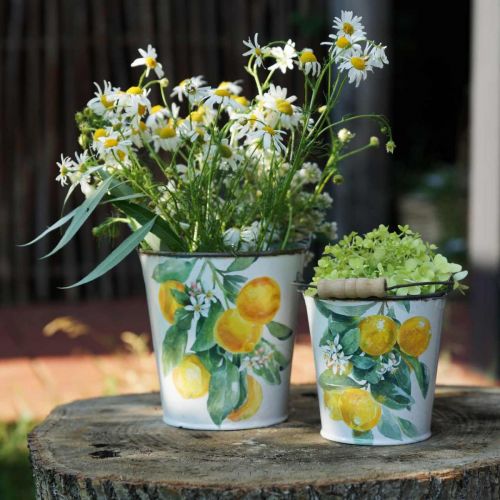 Floristik24 Deko-Eimer Zitronen Mediterranes Pflanzgefäß Ø13,5/11/9cm H14/11,5/cm 3er-Set