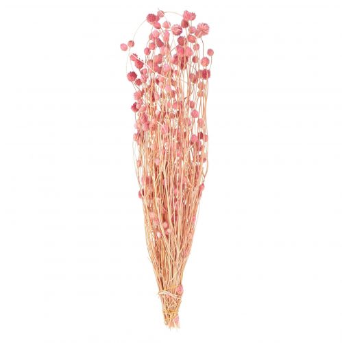 Erdbeerdistel Deko Altrosa Trockenblumen Rosa 50cm 100g