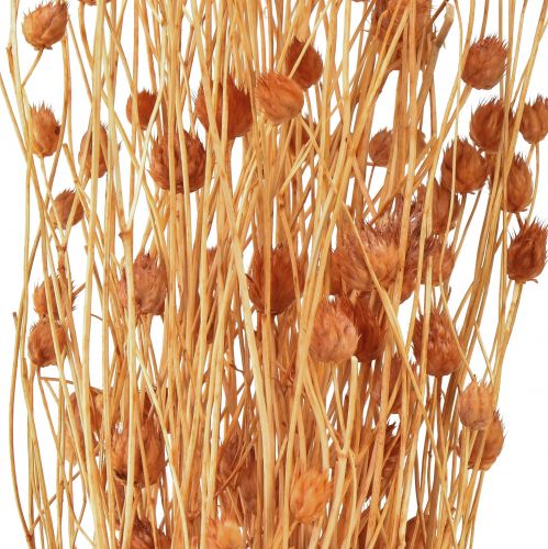 Artikel Erdbeerdistel Trockenblumen Distel Deko Terracotta 68cm 100g