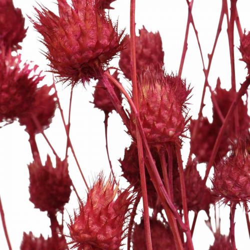 Artikel Trockenblumen Rot Trockendistel Erdbeerdistel Gefärbt 100g