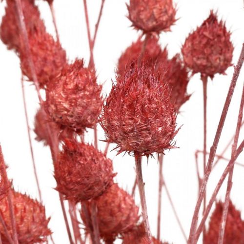 Trockenblumen Trockendistel Erdbeerdistel Hellrosa 100g