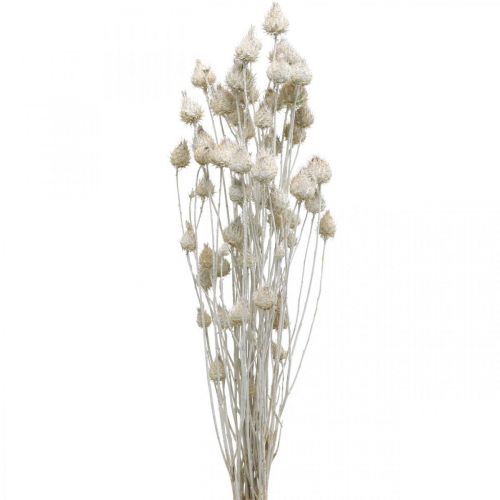 Trockenblumen Weiß Trockendistel Erdbeerdistel Gefärbt 100g