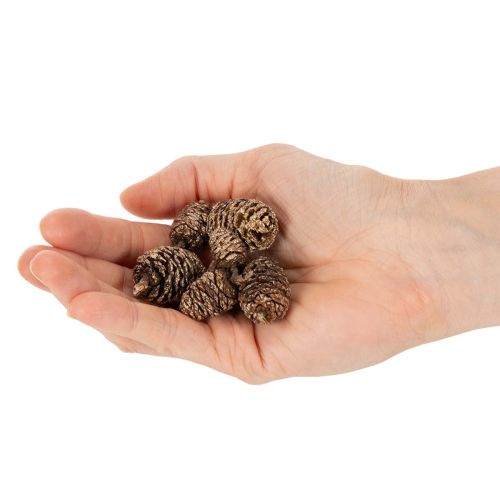 Goldene Erlenzapfen 3 cm Naturprodukt 300 g für Dekoration und Basteln | Floristik24.at