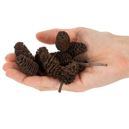 Erlenzapfen naturbelassen lose 3 cm 300 g naturbraun für Dekoration | Floristik24.at