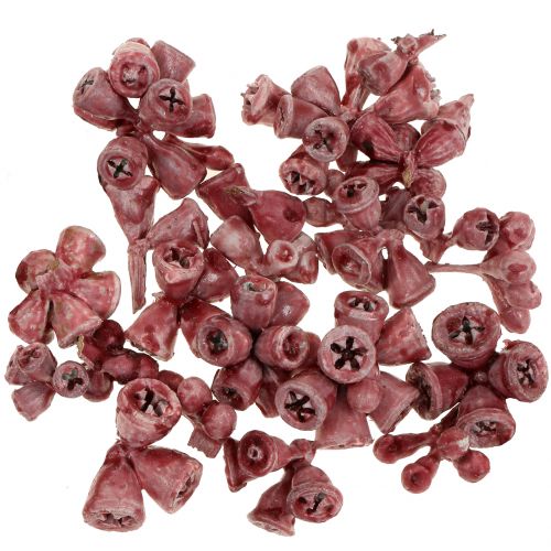 Floristik24 Eukalyptus Früchte gewachst Rot 250g