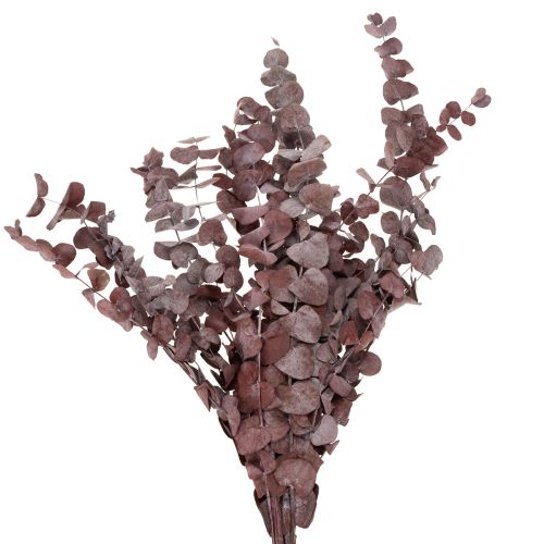 Floristik24 Eukalyptuszweige Eukalyptus konserviert Trockenblumen Rot 75cm 150g