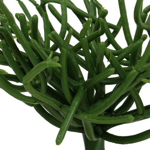 Floristik24 Euphorbienpick Grün 19cm 4St
