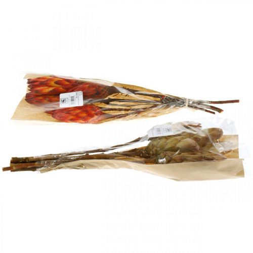 Floristik24 Protea Mix, Trockenblumen Respens Natur/Rot 13St