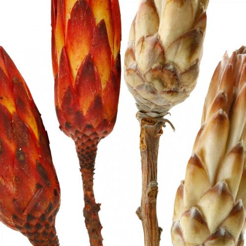 Floristik24 Protea Mix, Trockenblumen Respens Natur/Rot 13St