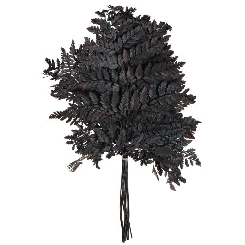 Artikel Farn Deko Echte Farnwedel Schwarz Konserviert 45cm 10 St