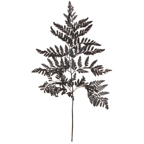 Floristik24 Farn Deko Echte Farnwedel Schwarz Konserviert 45cm 10 St