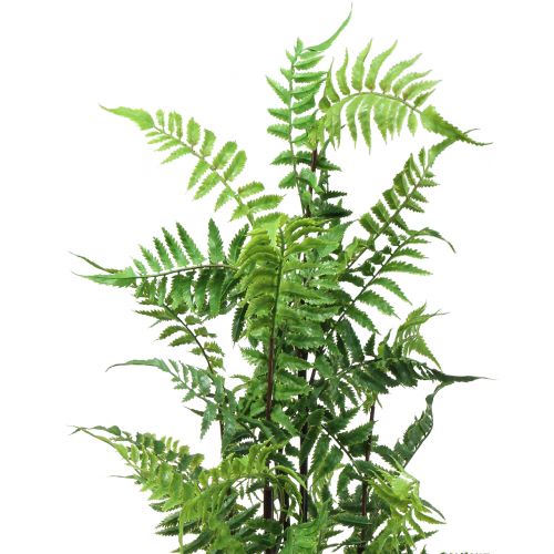 Floristik24 Baumfarn im Topf Grün 80cm