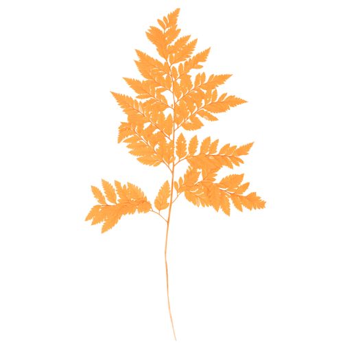 Farnzweige getrocknet konserviert Orange 42 cm 10 Stück für Floristik und Herbstdekoration bestellen | Floristik24.at