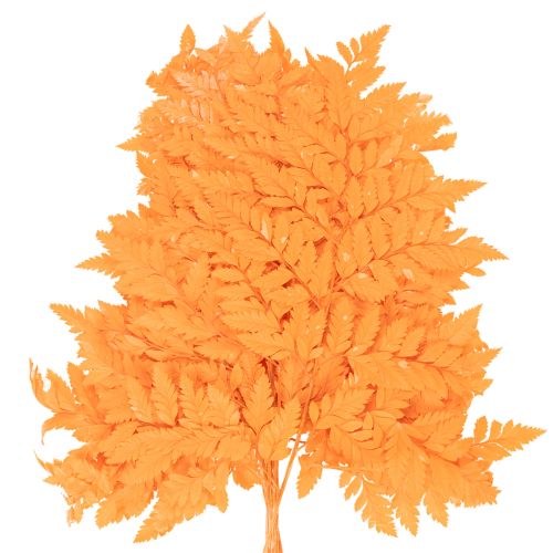 Farnzweige getrocknet konserviert Orange 42 cm 10 Stück für Floristik und Herbstdekoration | Floristik24.at