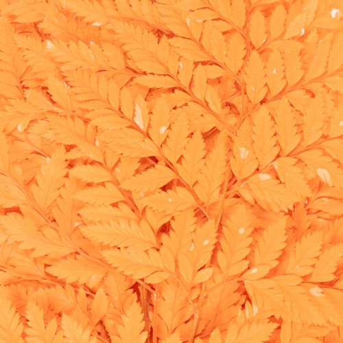 Farnzweige getrocknet konserviert Orange 42 cm 10 Stück für Floristik und Herbstdekoration | Floristik24.at