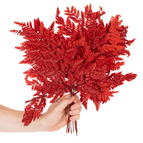 Farnzweige konserviert gefärbt rot 42cm 10 Stück für Herbstdeko | Floristik24.at