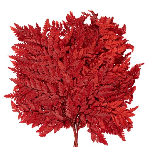 Farnzweige konserviert gefärbt rot 42cm 10 Stück für Herbstdeko | Floristik24.at
