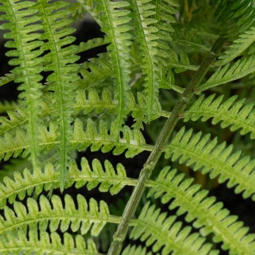 Künstlicher Farn im Pflanztopf Grün 35cm für Innenräume | Floristik24.at