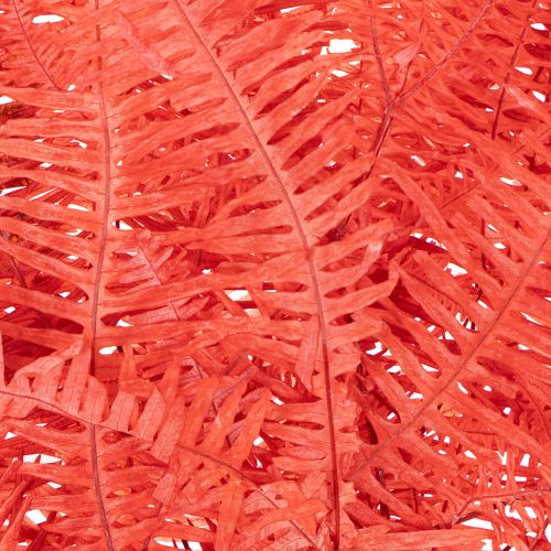 Konservierter Farn Rot 60 cm 10 Stück für Trockenblumen-Deko | Floristik24.at
