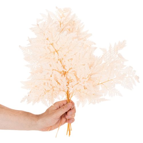 Trockendeko Farn Naturmaterial Rosa 42cm 10 Stück für Innenbereich | Floristik24.at