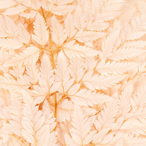 Trockendeko Farn Naturmaterial Rosa 42cm 10 Stück für Innenbereich | Floristik24.at