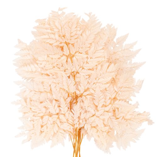 Trockendeko Farn Naturmaterial Rosa 42cm 10 Stück für Innenbereich | Floristik24.at