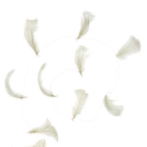 Floristik24 Feder am Draht Creme 10m