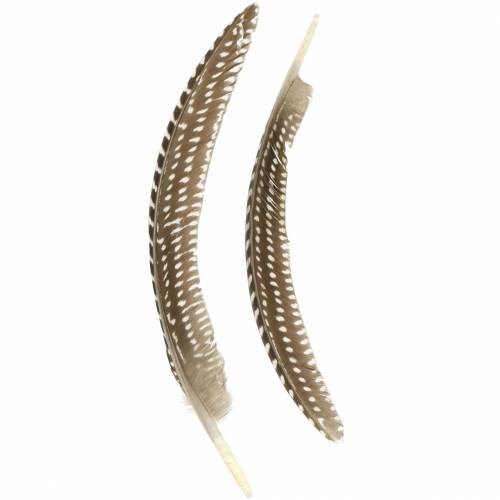 Floristik24 Federn Natur 18 - 24cm 10g