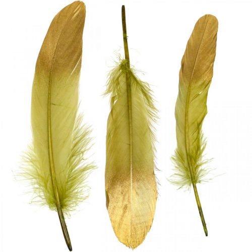Floristik24 Federn zum Basteln Deko Federn Grün-Golden L16–20cm 24 St