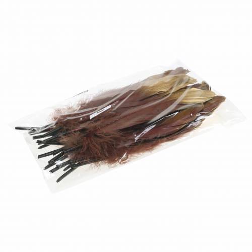 Floristik24 Federn Burgund, Gold 18-23cm 24 St