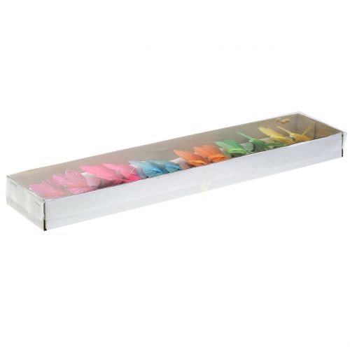 Floristik24 Federschmetterling am Clip bunt 6cm 12St