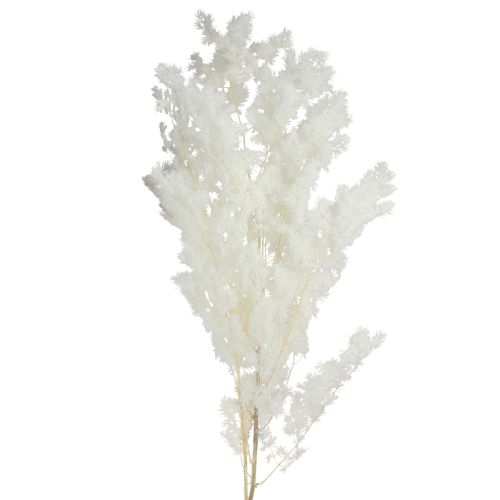 Floristik24 Federspargel Asparagus konserviert Weiß 55-70cm 100g