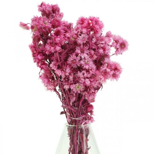 Floristik24 Mini Strohblume Pink Trockenblumen Felsblume H20cm 15g