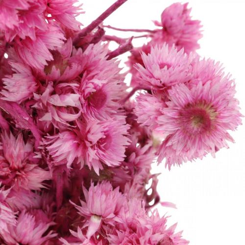 Artikel Mini Strohblume Pink Trockenblumen Felsblume H20cm 15g