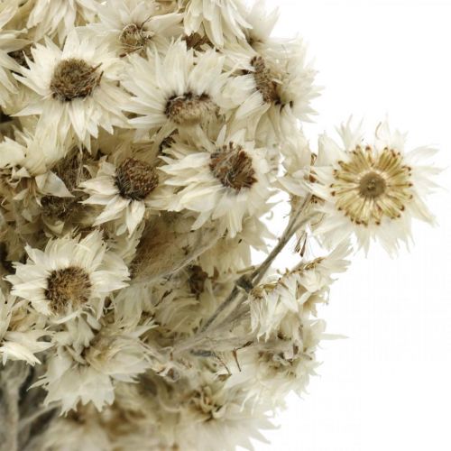 Floristik24 Mini Strohblume Weiß Trockenblumen Deko Felsblume H20cm 15g
