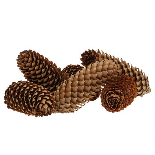 Floristik24 Fichte Zapfen Natur 13cm 12 St
