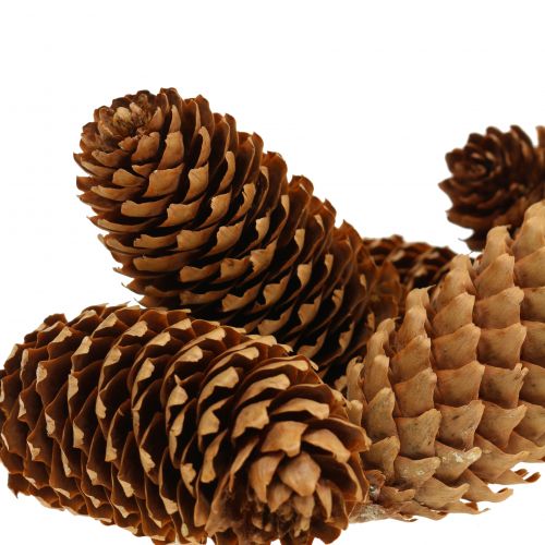 Floristik24 Fichte Zapfen Natur 13cm 12 St