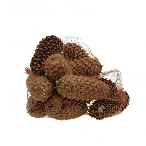 Floristik24 Fichte Zapfen Natur 13cm 12 St