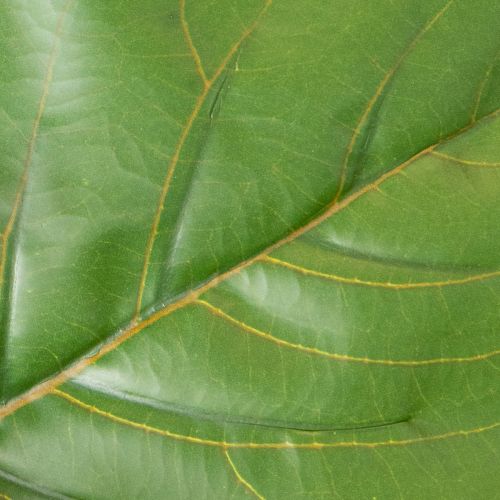 Künstlicher Ficus lyrata 120 cm Grün aus Textil und Kunststoff für Wohnraumdekoration | Floristik24.at