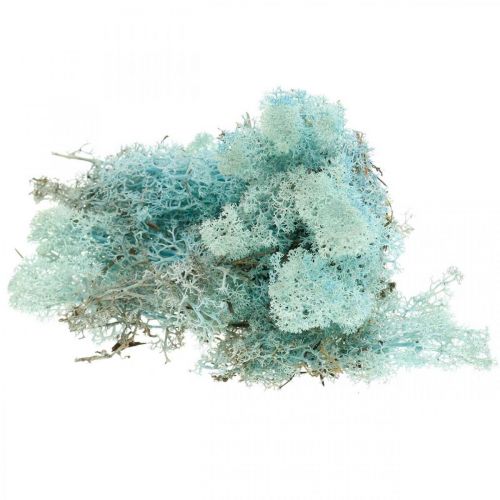 Floristik24 Deko Moos Hellblau Aquamarin Islandmoos Bastelmoos 400g