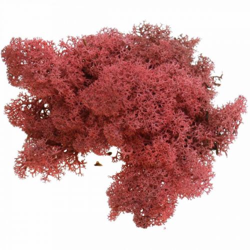 Floristik24 Deko-Moos Rot Bordeaux Islandmoos zum Basteln 400g