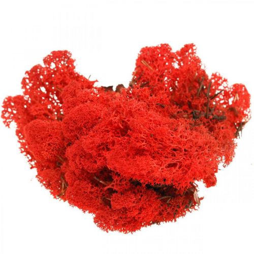 Deko Moos Rot Islandmoos zum Basteln 400g