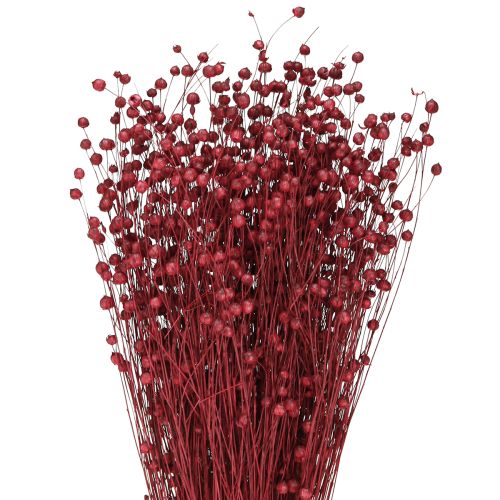 Flachs Bordeaux Rot Trockendeko Trockenblumen L55cm 80g