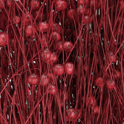 Floristik24 Flachs Bordeaux Rot Trockendeko Trockenblumen L55cm 80g