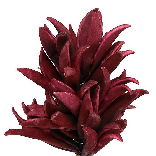 Floristik24 Foam Blüte Bordeaux 14cm L66cm