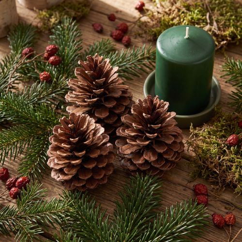 Kiefernzapfen Seekiefer Naturbraun 12–13 cm 3 Stück | Floristik24.at