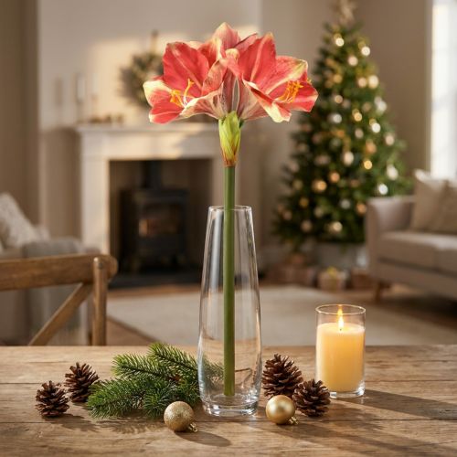 Künstliche Amaryllis Pink-Creme 76cm – Dekoblume mit Real-Touch-Effekt | Floristik24.at