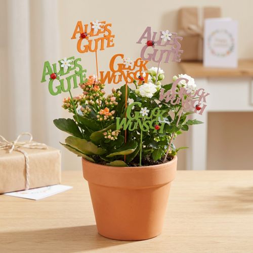 Pflanzenstecker „Glückwunsch“ und „Alles Gute“, Holz, ca. 8 cm, 6 Stück, sortiert in Grün, Rosa und Orange | Floristik24.at
